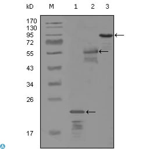 ERBB3 / HER3 Antibody