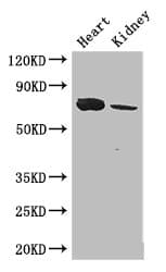 MED17 / TRAP80 Antibody