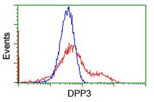 Dipeptidyl Peptidase 3 / DPP3 Antibody (clone OTI 2A8)