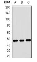 DTNBP1 / Dysbindin Antibody
