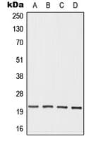 OAZ3 Antibody (Internal)
