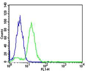 Monoclonal Mouse anti-Human BCL10 / BCL-10 Antibody (clone 1185CT13.2.1.2, aa1-143, IHC, WB)