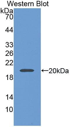 SIGLEC5 / CD170 Antibody (aa458-551, PE)