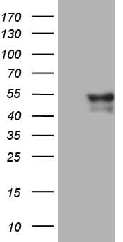 GCM1 Antibody (clone OTI4D2)