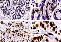 Polyclonal Rabbit anti-Mouse BAG1 / BAG-1 Antibody (aa26-45, IHC, WB)