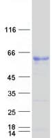 Human SAAL1 Protein (Recombinant Myc-DDK (Flag))