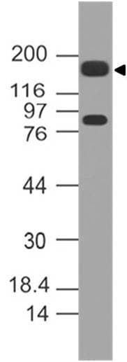 MUC4 Antibody