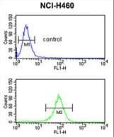 Polyclonal Rabbit anti-Human EXOC5 Antibody (aa40-66, IHC, WB)