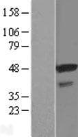 STAP2 Protein (Over-Expression Lysate Myc-DDK (Flag))