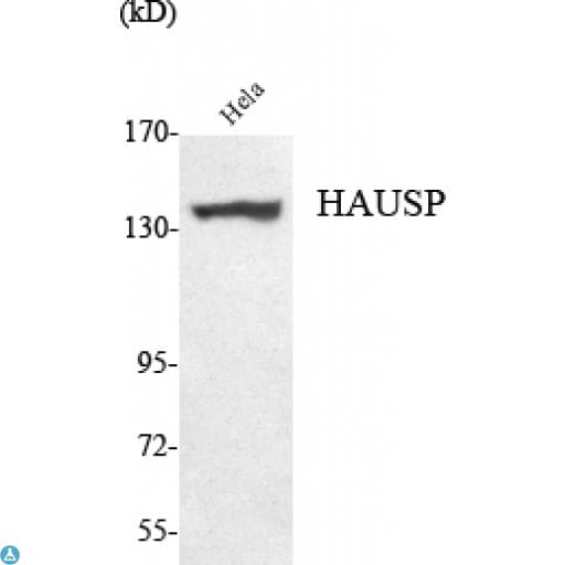 USP7 / HAUSP Antibody