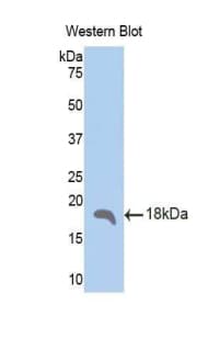 SFRP5 Antibody (aa48-161, PE)