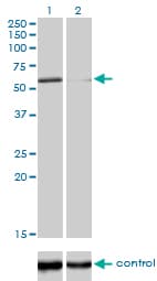 IHC-plus™ Monoclonal Mouse anti-Human POLK / DNA Polymerase Kappa Antibody (clone 6F2, IHC, IF, WB)