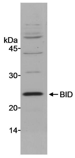 BID Antibody (aa1-50)