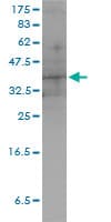 DUSP4 / MKP2 Antibody (clone 3D6-G6)