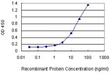 Monoclonal Mouse anti-Human GZMB / Granzyme B Antibody (clone 4F5, WB)
