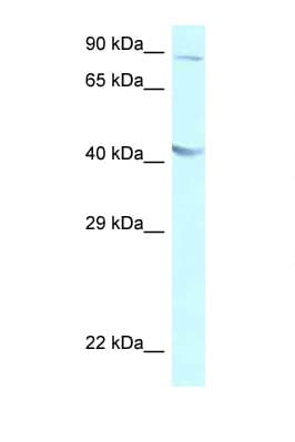 GALR2 / Galanin Receptor 2 Antibody (C-Terminus)