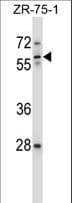 ICAM3 / CD50 Antibody (aa282-310)