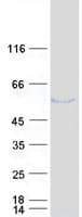 Human TMEM130 Protein (Recombinant Myc-DDK (Flag))