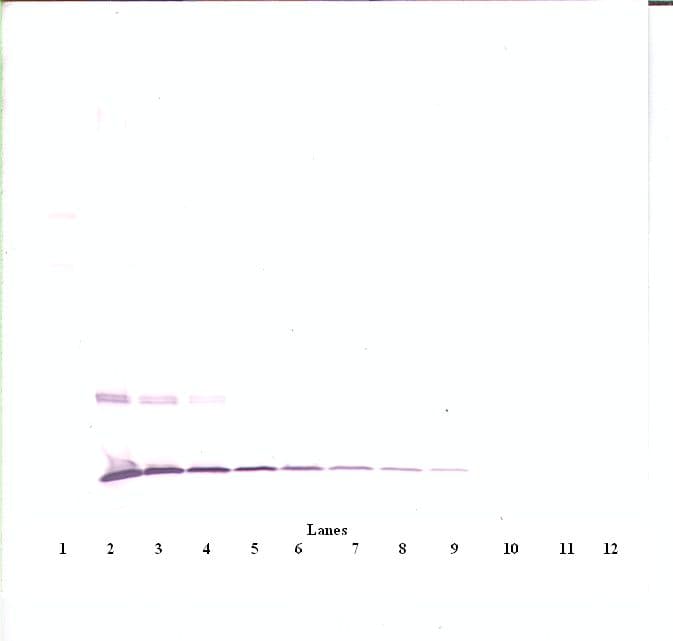 Polyclonal Rabbit anti-Mouse CCL2 / MCP1 Antibody (WB)