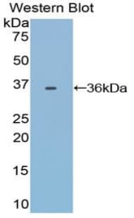 TF / Transferrin Antibody (aa284-575)