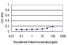 TSPO / PBR Antibody (clone 3D8-B2)