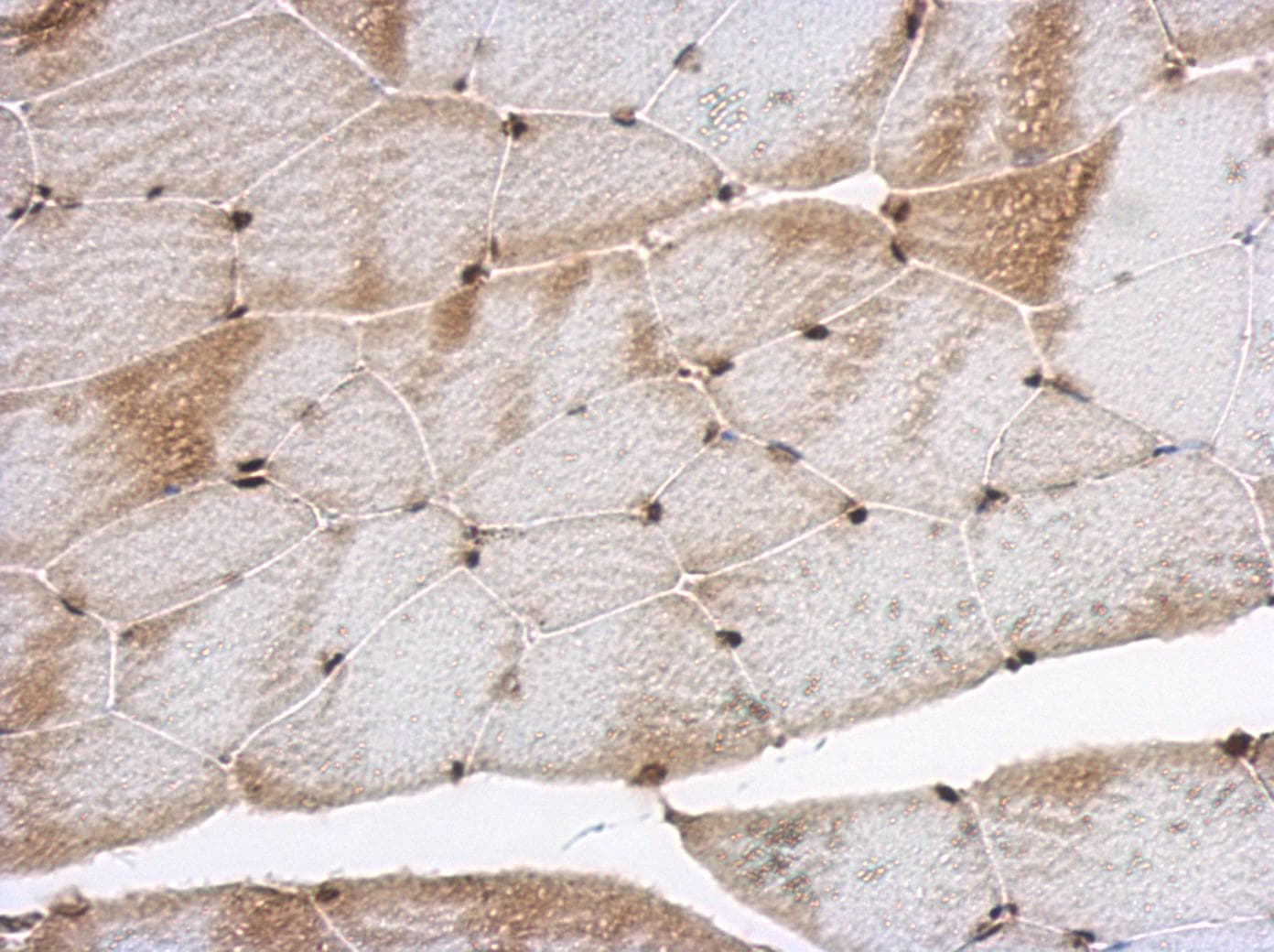 Polyclonal Rabbit anti-Human SNIP1 Antibody (IHC, WB)