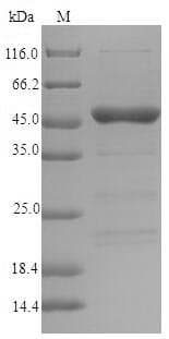 Lolium perenne Major pollen allergen Lol p 5a Protein (Recombinant 10His-SUMO, N-terminus + Myc, C-terminus)
