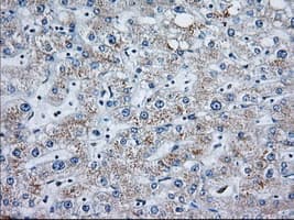 MOB1B / MOBKL1A Antibody (clone OTI3G9, Carrier-free)