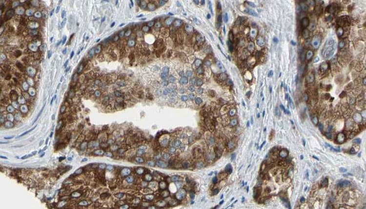 VSIG2 Antibody