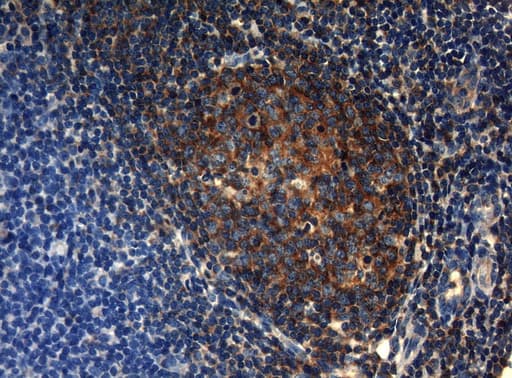 HOXC10 Antibody (aa1-262, clone OTI1A9, Carrier-free)