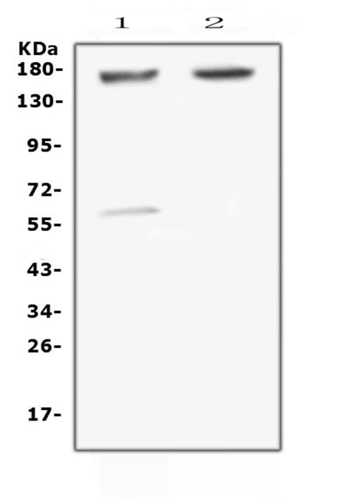 Polyclonal Rabbit anti-Human NRXN1 / Neurexin 1 Antibody (IHC, WB)