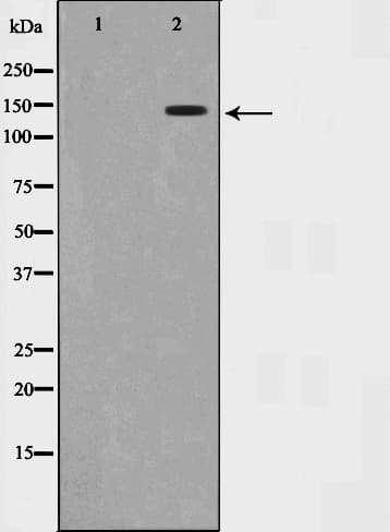 SMC1A / SMC1 Antibody