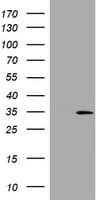 IHC-plus™ DDIT3 / CHOP Antibody (clone 3H7)