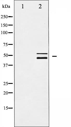 p66 / SHC Antibody