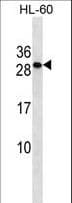 TMED6 Antibody (aa125-153)