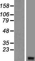 GNGT2 Protein (Over-Expression Lysate Myc-DDK (Flag))