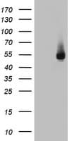 HYPE / FICD Antibody (aa61-265, clone OTI11E11)