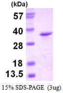 Human EIF4H Protein (Recombinant His)