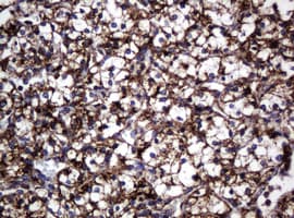 HSPD1 / HSP60 Antibody (clone OTI4E4, Carrier-free)