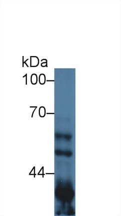 GSK3A / GSK3 Alpha Antibody (aa122-406)