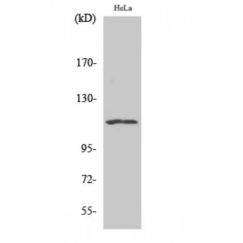 Polyclonal Rabbit anti-Human NFAT4 / NFATC3 Antibody (100-180 aa, IHC, WB)