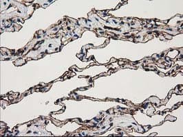 ANXA3 / Annexin A3 Antibody (clone OTI1A5, Carrier-free)