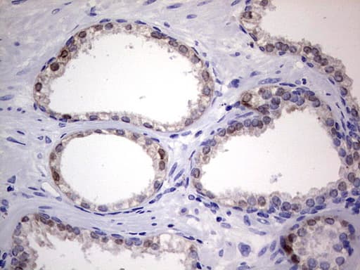 NKX3-1 Antibody (clone OTI3H7)