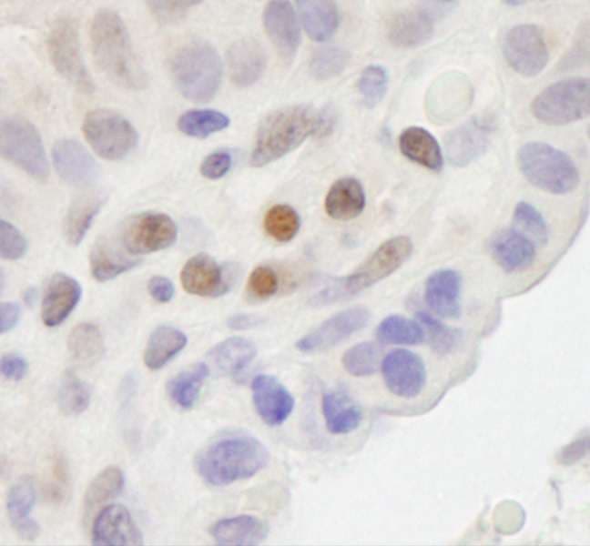 MAML2 Antibody (aa1100-C-term)