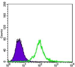 Monoclonal Mouse anti-Human KLHL13 Antibody (clone 8D1, IHC, IF, WB)