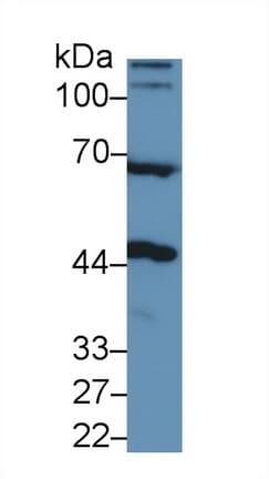 NAGA Antibody (aa18-217)