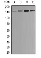 ESET / SETDB1 Antibody