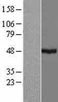 CYP39A1 Protein (Over-Expression Lysate Myc-DDK (Flag))