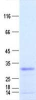 Human INMT Protein (Recombinant His, N-Terminal)