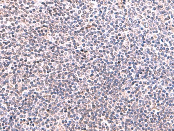KIR3DL1 Antibody